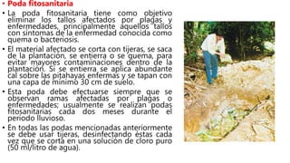 • Poda fitosanitaria
• La poda fitosanitaria tiene como objetivo
eliminar los tallos afectados por plagas y
enfermedades, principalmente aquellos tallos
con síntomas de la enfermedad conocida como
quema o bacteriosis.
• El material afectado se corta con tijeras, se saca
de la plantación, se entierra o se quema, para
evitar mayores contaminaciones dentro de la
plantación. Si se entierra se aplica abundante
cal sobre las pitahayas enfermas y se tapan con
una capa de mínimo 30 cm de suelo.
• Esta poda debe efectuarse siempre que se
observan ramas afectadas por plagas o
enfermedades; usualmente se realizan podas
fitosanitarias cada dos meses durante el
periodo lluvioso.
• En todas las podas mencionadas anteriormente
se debe usar tijeras, desinfectando éstas cada
vez que se corta en una solución de cloro puro
(50 ml/litro de agua).
 