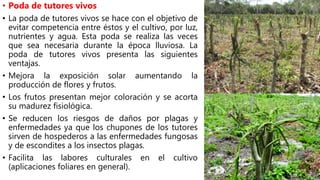 • Poda de tutores vivos
• La poda de tutores vivos se hace con el objetivo de
evitar competencia entre éstos y el cultivo, por luz,
nutrientes y agua. Esta poda se realiza las veces
que sea necesaria durante la época lluviosa. La
poda de tutores vivos presenta las siguientes
ventajas.
• Mejora la exposición solar aumentando la
producción de flores y frutos.
• Los frutos presentan mejor coloración y se acorta
su madurez fisiológica.
• Se reducen los riesgos de daños por plagas y
enfermedades ya que los chupones de los tutores
sirven de hospederos a las enfermedades fungosas
y de escondites a los insectos plagas.
• Facilita las labores culturales en el cultivo
(aplicaciones foliares en general).
 