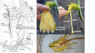 Sépalos
Gineceo: estigma, estilo, ovario
Androceo: antera, filamento, polen
Gineceo
Estigma
Estilo
Ovario
Ovario
Androceo:
Estambres
 