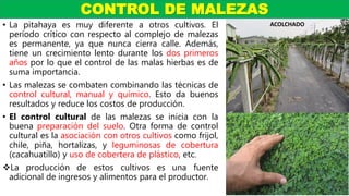 • La pitahaya es muy diferente a otros cultivos. El
período crítico con respecto al complejo de malezas
es permanente, ya que nunca cierra calle. Además,
tiene un crecimiento lento durante los dos primeros
años por lo que el control de las malas hierbas es de
suma importancia.
• Las malezas se combaten combinando las técnicas de
control cultural, manual y químico. Esto da buenos
resultados y reduce los costos de producción.
• El control cultural de las malezas se inicia con la
buena preparación del suelo. Otra forma de control
cultural es la asociación con otros cultivos como frijol,
chile, piña, hortalizas, y leguminosas de cobertura
(cacahuatillo) y uso de cobertera de plástico, etc.
La producción de estos cultivos es una fuente
adicional de ingresos y alimentos para el productor.
CONTROL DE MALEZAS
ACOLCHADO
 