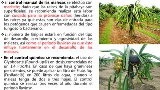 El control manual de las malezas se efectúa con
machete; dado que las raíces de la pitahaya son
superficiales, se recomienda realizar esta labor
con cuidado para no provocar daños (heridas) a
las raíces ya que estas son vías de entrada para
los patógenos que causan enfermedades del tipo
fungoso o bacteriano.
El número de limpias estará en función del tipo
de desarrollo, crecimiento y agresividad de las
malezas, así como el período lluvioso ya que éste
influye fuertemente en el desarrollo de las
malezas.
• En el control químico se recomienda: el uso de
Glyphosate (Round-up®) en dosis comerciales de
un 1.4 litro/ha. En caso de que haya gramíneas
persistentes, se puede aplicar un litro de Fluasifop
(Fusilade®) en 200 litros de agua, cuando la
maleza tenga de dos a tres hojas. El control
químico se realiza tres veces al año durante el
período lluvioso.
 