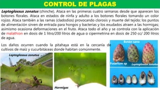 Leptoglossus zonatus (chinche). Ataca en las primeras cuatro semanas desde que aparecen los
botones florales. Ataca en estados de ninfa y adulto a los botones florales tomando un color
rojizo. Ataca también a las ramas (cladodios) provocando clorosis y muerte del tejido; los puntos
de alimentación sirven de entrada para hongos y bacterias y los exudados atraen a las hormigas;
asimismo ocasiona deformaciones en el fruto. Ataca todo el año y se controla con la aplicación
de malathion en dosis de 1 litro/200 litros de agua o cipermetrina en dosis de 250 cc/ 200 litros
de agua.
CONTROL DE PLAGAS
Leptoglossus zonatus
Hormigas
Fusarium sp
Botón sano
Leptoglossus zonatus
Los daños ocurren cuando la pitahaya está en la cercanía de
cultivos de maíz y cucurbitáceas donde habitan comúnmente.
 