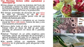 La Hormiga Arriera (Atta cephalotes) y
Solenopsis sp
Estas plagas se comen las brácteas del fruto de
la pitahaya y dañan los tallos tiernos. así como
los botones florales y el fruto. El daño que hace
reduce la calidad del fruto y la producción.
El tiempo promedio de duración de una reina
de Atta sp. (Arriera), es de 20 años
aproximadamente y puede poner más de un
millón de huevos por año.
La hormiga arriera o cortadora es un insecto
social de color café rojizo. Carece de alas y una
cola bastante protuberante.
Provoca daño todo el año y se controla con
Patron Ultra en dosis de 300 gr por nido,
pastillas de phostoxin en dosis de 5 pastillas
por nido.
Aplicar “Trompa” es un cebo orgánico para
hormigas. Ubicar las entradas de la hormigas y
aplicar alrededor del nido. En un lapso de 2 a 5
días, el hormiguero detendrá su actividad.
Se puede utilizar un repelente llamado
Naftalina en la plantación para ahuyentar a las
hormigas.
Atta sp
Solenopsis
 