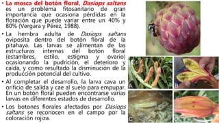 • La mosca del botón floral, Dasiops saltans
es un problema fitosanitario de gran
importancia que ocasiona pérdidas en la
floración que puede variar entre un 40% y
80% (Vergara y Pérez, 1988).
• La hembra adulta de Dasiops saltans
oviposita dentro del botón floral de la
pitahaya. Las larvas se alimentan de las
estructuras internas del botón floral
(estambres, estilo, estigma y ovario)
ocasionando la pudrición, el deterioro y
caída, y como resultado la disminución de la
producción potencial del cultivo.
• Al completar el desarrollo, la larva cava un
orificio de salida y cae al suelo para empupar.
En un botón floral pueden encontrarse varias
larvas en diferentes estados de desarrollo.
• Los botones florales afectados por Dasiops
saltans se reconocen en el campo por la
coloración rojiza.
 