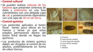 • Control cultural
• Se pueden realizar colectas de los
botones que presenten síntomas de
daño y enterrarlos en una fosa
cubriéndolos con una delgada capa
de cal, y posteriormente tapándolos
con una capa de 30 cm de tierra.
• Control químico
• Los pesticidas aplicados al botón
floral tienen poco efecto en los
huevos y larvas ya que estos
estados permanecen dentro del
botón floral donde no llegan los
químicos.
• Los productos de síntesis química
deben ser dirigidos al control de los
adultos, preferiblemente en forma
de cebos tóxicos.
A: Huevos
B: Larva primer estadío
C: Larva segundo estadío
D: Larva tercer estadío
E: Pupa
F: Adultos
 