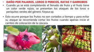• DAÑO POR PAJAROS, LOROS O PERICOS, RATAS Y GARROBOS
• Cuando ya se está completando el llenado de fruto y el fruto tiene
un color verde rojizo, se presentan los ataques de los loros o
periquitos verdes del género Forpus sp.
• Esto ocurre porque los frutos no son cortados a tiempo y para evitar
su ataque se recomienda cortar los frutos cuando apenas inicie el
cambio de coloración de la cáscara.
 