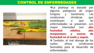 La pitahaya es atacada por
algunos patógenos de origen
fungoso y bacteriano. Las
condiciones climáticas que
contribuyen a que las
enfermedades se presenten con
mayor intensidad son: alta
humedad relativa, alta
temperatura y exceso de
humedad en el suelo y sequía.
 También, el mal drenaje de los
suelos ofrece condiciones
favorables para el desarrollo de
enfermedades.
CONTROL DE ENFERMEDADES
 