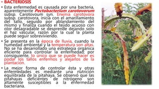 • BACTERIOSIS
• Esta enfermedad es causada por una bacteria,
aparentemente Pectobacterium carotovorum
subsp. Carotovoum syn. Erwinia carotovora
subsp. carotovora, inicia con el amarillamiento
del tallo, seguido por ablandamiento del
mismo y finaliza cuando el tejido acuoso con
olor desagradable se desprende dejando solo
el haz vascular, razón por la cual la planta
puede seguir sobreviviendo.
• Se presenta en la época de lluvia, cuando la
humedad ambiental y la temperatura son altas.
No se ha desarrollado una estrategia orgánica
eficiente para controlar la enfermedad; por
consiguiente, lo único que se puede hacer es
podar los tallos enfermos y alejarlos de la
plantación.
• La mejor forma de controlar ésta y otras
enfermedades es mediante una nutrición
equilibrada de la pitahaya. Se observó que las
pitahayas deficientes de nitrógeno son
altamente susceptibles a la enfermedad
bacteriana.
 