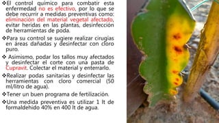 El control químico para combatir esta
enfermedad no es efectivo, por lo que se
debe recurrir a medidas preventivas como:
eliminación del material vegetal afectado,
evitar heridas en las plantas, desinfección
de herramientas de poda.
Para su control se sugiere realizar cirugías
en áreas dañadas y desinfectar con cloro
puro.
 Asimismo, podar los tallos muy afectados
y desinfectar el corte con una pasta de
Cupravit. Colectar el material y enterrarlo.
Realizar podas sanitarias y desinfectar las
herramientas con cloro comercial (50
ml/litro de agua).
Tener un buen programa de fertilización.
Una medida preventiva es utilizar 1 lt de
formaldehido 40% en 400 lt de agua.
 