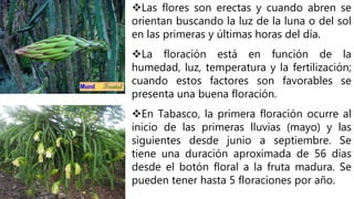 Las flores son erectas y cuando abren se
orientan buscando la luz de la luna o del sol
en las primeras y últimas horas del día.
La floración está en función de la
humedad, luz, temperatura y la fertilización;
cuando estos factores son favorables se
presenta una buena floración.
En Tabasco, la primera floración ocurre al
inicio de las primeras lluvias (mayo) y las
siguientes desde junio a septiembre. Se
tiene una duración aproximada de 56 días
desde el botón floral a la fruta madura. Se
pueden tener hasta 5 floraciones por año.
Selenicereus spp
Hylocereus spp
 
