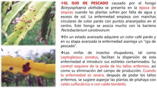 EL OJO DE PESCADO causado por el hongo
Botryosphaeria dothidea se presenta en la época de
sequías cuando las plantas sufren por falta de agua y
exceso de sol. La enfermedad empieza con manchas
circulares de color pardo con puntos anaranjados en el
centro. Este hongo se asocia mucho con la bacteria
Pectobacterium carotovorum.
En un estado avanzado adquiere un color café pardo y
en su etapa avanzada la enfermedad asemeja un “ojo de
pescado”.
Las ninfas de insectos chupadores, tal como
Leptoglossus zonatus, facilitan la dispersión de esta
enfermedad al introducir sus estiletes contaminados. Su
control requiere de la poda de los tallos enfermos, así
como su eliminación del campo de producción. Cuando
la enfermedad es severa, después de podar los tallos
enfermos, se sugiere asperjar las plantas de pitahaya con
caldo sulfocálcico o con caldo bordelés.
 