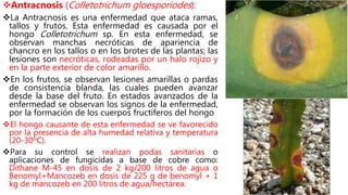 Antracnosis (Colletotrichum gloesporiodes):
La Antracnosis es una enfermedad que ataca ramas,
tallos y frutos. Esta enfermedad es causada por el
hongo Colletotrichum sp. En esta enfermedad, se
observan manchas necróticas de apariencia de
chancro en los tallos o en los brotes de las plantas; las
lesiones son necróticas, rodeadas por un halo rojizo y
en la parte exterior de color amarillo.
En los frutos, se observan lesiones amarillas o pardas
de consistencia blanda, las cuales pueden avanzar
desde la base del fruto. En estados avanzados de la
enfermedad se observan los signos de la enfermedad,
por la formación de los cuerpos fructíferos del hongo
El hongo causante de esta enfermedad se ve favorecido
por la presencia de alta humedad relativa y temperatura
(20-30ºC).
Para su control se realizan podas sanitarias o
aplicaciones de fungicidas a base de cobre como:
Dithane M-45 en dosis de 2 kg/200 litros de agua o
Benomyl+Mancozeb en dosis de 225 g de benomyl + 1
kg de mancozeb en 200 litros de agua/hectárea.
 
