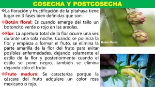 La floración y fructificación de la pitahaya tiene
lugar en 3 fases bien definidas que son:
Botón floral: Es cuando emerge del tallo un
botoncito verde o rojo en las areolas.
Flor: La apertura total de la flor ocurre una vez
durante una sola noche. Cuando se poliniza la
flor y empieza a formar el fruto, se elimina la
parte amarilla de la flor del fruto para evitar
posibles enfermedades, dejando solamente el
estilo de la flor y posteriormente cuando el
estilo se pone negro, también se elimina
dejando sólo el fruto.
Fruto maduro: Se caracteriza porque la
cáscara del fruto adquiere un color rosa
mexicano o rojo.
COSECHA Y POSTCOSECHA
Botón floral
 