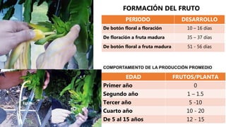 PERIODO DESARROLLO
De botón floral a floración 10 – 16 días
De floración a fruta madura 35 – 37 días
De botón floral a fruta madura 51 - 56 días
EDAD FRUTOS/PLANTA
Primer año 0
Segundo año 1 – 1.5
Tercer año 5 -10
Cuarto año 10 - 20
De 5 al 15 años 12 - 15
COMPORTAMIENTO DE LA PRODUCCIÓN PROMEDIO
FORMACIÓN DEL FRUTO
Estilo
 