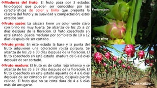 Madurez del fruto: El fruto pasa por 3 estados
fisiológicos que pueden ser conocidos por las
características de color y brillo que presenta la
cáscara del fruto y su suavidad y compactación; estos
estados son:
Fruto sazón: La cáscara tiene un color verde claro
con brillo no muy fuerte. Se alcanza de los 25 a 27
días después de la floración. El fruto cosechado en
este estado puede madurar por completo de 10 a 12
días después de ser cortado.
Fruto pinto: En este estado la base y la punta del
fruto adquieren una coloración rojiza púrpura. Se
alcanza de los 28 a 30 días después de la floración. El
fruto cosechado en este estado madura de 6 a 8 días
después de ser cortado.
Fruto maduro: El fruto es de color rojo intenso y se
alcanza de los 35 a 37 días después de la floración. El
fruto cosechado en este estado aguanta de 4 a 6 días
después de ser cortado sin arrugarse, después pierde
calidad. El fruto que no se corta dura de 4 a 6 días
más sin arrugarse.
Fruto maduro
Fruto sazón
Fruto pinto
Fruto maduro
 