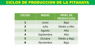 CICLOS MESES NIVEL DE
PRODUCCIÓN
1 Junio Bajo
2 Julio Medio a Alto
3 Agosto Alto
4 Septiembre Alto
5 Octubre Medio a Bajo
6 Noviembre Bajo
CICLOS DE PRODUCCION DE LA PITAHAYA
 