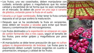 • Los frutos, una vez cosechados, deben manipularse con
cuidado, evitando golpes o magulladuras que les resten
calidad y durabilidad de tal forma que no sean rechazados
en el mercado. Se deben de poner en una caja o canasto
de plástico, evitando poner la fruta en el suelo.
• Llevarla a un lugar sombreado. Evitar tener la fruta cortada
expuesta al sol ya que acelera la maduración.
• Después que se ha recolectado la fruta en recipientes,
estas deben ser lavadas y secadas para evitar que lleven
basura y contaminación de microorganismos.
• Los frutos destinados a la exportación se empacan en cajas
de cartón formando dos o tres capas, según el tamaño de
los frutos, para evitar golpes y magulladuras por peso
excesivo.
• Al manipularlos se debe tener precaución de que no sufran
golpes ni desprendimiento de brácteas. Las frutas para la
exportación deben cumplir normas exigentes en cuanto a
presentación, empaque y calidad de los frutos.
 