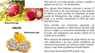 El fruto es una baya grande carnosa, ovalada o
globosa, de 10 a 12 cm de diámetro.
La cáscara tiene brácteas carnosas y cerosas. El
color del fruto es de rosa mexicano a rojo púrpura
en México y color amarillo en Colombia. La pulpa
puede ser blanquecina, roja, rosada y púrpura. La
pulpa y la semillas representan el 65% del peso
total de la fruta.
Las semillas son numerosas, pequeñas en
Hylocereus y grandes en Selenicereus, de color café
oscuro o negro, se encuentran distribuidas en toda
la pulpa. Son pegajosas y les ayuda a fijarse en la
corteza de los árboles.
Las especies de pitahaya de pulpa blanca son las
más productivas y las que menos problemas de
aborto de fruto tienen; las solferinas (color morado-
rojizo) y rojas tienen problemas de polinización.
Las frutas pesan desde 200 g hasta 1 kg.
FRUTO
Hylocereus spp
Selenicereus spp
 