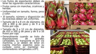 • Los frutos de exportación deben de
tener las siguientes características:
• Frutos sanos sin manchas, cicatrices y
heridas.
• Uniformidad en tamaño, forma, peso
y color.
• El tamaño, número y disposición de
las brácteas deben ser uniformes.
• Tamaño de 6 a 8 cm de diámetro, de
200 a 400 g de peso y de 9 a 16
frutos por caja.
• Tamaño de 9 a 12 cm de diámetro,
de 410 a 500 g de peso y de 9 a 16
frutos por caja.
• Generalmente cuando se trata de
exportaciones de grandes
cantidades, su transporte es por vía
marítima, y se deben de tener en
cuenta muchos aspectos para su
cuidado como es mantener los
contenedores refrigerados a 8ºC.
 