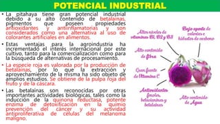 • La pitahaya tiene gran potencial industrial
debido a su alto contenido de betalaínas,
pigmentos que poseen propiedades
antioxidantes y antiinflamatorias y son
considerados como una alternativa al uso de
colorantes artificiales en alimentos.
• Estas ventajas para la agroindustria ha
incrementado el interés internacional por este
cultivo, tanto para la comercialización como para
la búsqueda de alternativas de procesamiento.
• La especie roja es valorada por la producción de
betalaínas, por lo que la extracción y
aprovechamiento de la misma ha sido objeto de
amplios estudios. Se obtiene de la pulpa roja del
fruto y de la cáscara.
• Las betalaínas son reconocidas por otras
importantes actividades biológicas, tales como la
inducción de la quinona reductasa, potente
enzima de detoxificación en la quimio
prevención del cáncer y su actividad
antiproliferativa de células del melanoma
maligno.
POTENCIAL INDUSTRIAL
 