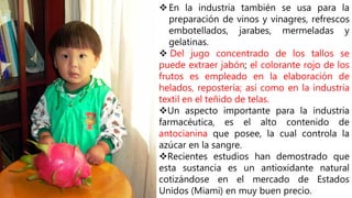 En la industria también se usa para la
preparación de vinos y vinagres, refrescos
embotellados, jarabes, mermeladas y
gelatinas.
 Del jugo concentrado de los tallos se
puede extraer jabón; el colorante rojo de los
frutos es empleado en la elaboración de
helados, repostería; así como en la industria
textil en el teñido de telas.
Un aspecto importante para la industria
farmacéutica, es el alto contenido de
antocianina que posee, la cual controla la
azúcar en la sangre.
Recientes estudios han demostrado que
esta sustancia es un antioxidante natural
cotizándose en el mercado de Estados
Unidos (Miami) en muy buen precio.
 