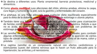  Se destina a diferentes usos: Planta ornamental, barreras protectoras, medicinal y
alimenticio.
 Como planta medicinal cura afecciones del riñón, elimina amebas, elimina la caspa,
cura llagas y tumores de la piel, cura la gastritis y enfermedades del corazón.
 La pitahaya, es una fruta adecuada para cualquier dieta equilibrada especialmente
para la dieta de la diabetes, y para casos como dolor de estómago o ulceras péptica.
 También tiene una fuente de vitamina C elevada con propiedades para cicatrización
de heridas como úlceras e irritaciones causadas por la acides gástrica. Debido a que
no es ácida, es bien tolerada en el estómago. Las personas con problemas de
estómago pueden tomar pitaya en cualquier momento de la semana.
 Las semillas de pitahaya contienen grasas del tipo Omega 3, ideales para combatir
algunas enfermedades auto inmunes y también para prevenir la aparición de ciertos
tipos de cáncer relacionados con los cambios hormonales, como el de mama, colon y
próstata.
 La captina (semilla) es un componente natural con efectos cardiotónicos y
estimulantes suaves del sistema nervioso que lo hacen un fruto adecuado para la
hipertensión, las arrítmias y el nerviosismo.
 