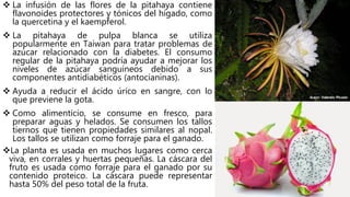  La infusión de las flores de la pitahaya contiene
flavonoides protectores y tónicos del hígado, como
la quercetina y el kaempferol.
 La pitahaya de pulpa blanca se utiliza
popularmente en Taiwan para tratar problemas de
azúcar relacionado con la diabetes. El consumo
regular de la pitahaya podría ayudar a mejorar los
niveles de azúcar sanguíneos debido a sus
componentes antidiabéticos (antocianinas).
 Ayuda a reducir el ácido úrico en sangre, con lo
que previene la gota.
 Como alimenticio, se consume en fresco, para
preparar aguas y helados. Se consumen los tallos
tiernos que tienen propiedades similares al nopal.
Los tallos se utilizan como forraje para el ganado.
La planta es usada en muchos lugares como cerca
viva, en corrales y huertas pequeñas. La cáscara del
fruto es usada como forraje para el ganado por su
contenido proteico. La cáscara puede representar
hasta 50% del peso total de la fruta.
 