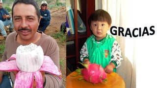 Curso de pitahaya 2020