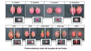 Forma externa y color de la pulpa de los frutos
 