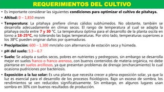 • Es importante considerar las siguientes condiciones para optimizar el cultivo de pitahaya.
• Altitud: 0 – 1,850 msnm
• Temperatura: La pitahaya prefiere climas cálidos subhúmedos. No obstante, también se
desarrolla adecuadamente en climas secos. El rango de temperatura al cual se adapta la
pitahaya oscila entre 7 y 30 °C. La temperatura óptima para el desarrollo de la planta oscila en
torno a 18-25ºC, no tolerando las bajas temperaturas. Por otro lado, temperaturas superiores a
los 38ºC pueden originar daños por quemaduras.
• Precipitación: 600 – 1,300 mm/año con alternancia de estación seca y húmeda.
• pH del suelo: 5.3 – 6.7
• Suelo: Se adapta a suelos secos, pobres en nutrientes y pedregosos, sin embargo se desarrolla
mejor en suelos franco o franco arenoso, con buenos contenidos de materia orgánica, no debe
plantarse en suelos arcillosos, ya que presentan problemas de drenaje (encharcamiento) lo cual
ocasiona pudriciones por bacteriosis.
• Exposición a la luz solar: Es una planta que necesita crecer a plena exposición solar, ya que la
luz es esencial para el desarrollo de los procesos fisiológicos. Bajo un exceso de sombra, los
rendimientos se ven reducidos significativamente. Sin embargo, en algunos lugares usan
sombra en 30% con buenos resultados de producción.na adecuada iluminación estimula la
REQUERIMIENTOS DEL CULTIVO
 