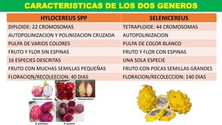 CARACTERISTICAS DE LOS DOS GENEROS
HYLOCEREUS SPP SELENICEREUS
DIPLOIDE: 22 CROMOSOMAS TETRAPLOIDE: 44 CROMOSOMAS
AUTOPOLINIZACION Y POLINIZACION CRUZADA AUTOPOLINIZACION
PULPA DE VARIOS COLORES PULPA DE COLOR BLANCO
FRUTO Y FLOR SIN ESPINAS FRUTO Y FLOR CON ESPINAS
16 ESPECIES DESCRITAS UNA SOLA ESPECIE
FRUTO CON MUCHAS SEMILLAS PEQUEÑAS FRUTO CON POCAS SEMILLAS GRANDES
FLORACION/RECOLEECION: 40 DIAS FLORACION/RECOLECCION: 140 DIAS
 