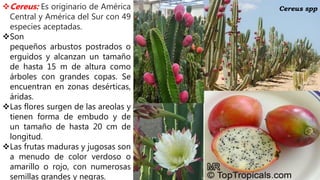 Cereus sppCereus: Es originario de América
Central y América del Sur con 49
especies aceptadas.
Son
pequeños arbustos postrados o
erguidos y alcanzan un tamaño
de hasta 15 m de altura como
árboles con grandes copas. Se
encuentran en zonas desérticas,
áridas.
Las flores surgen de las areolas y
tienen forma de embudo y de
un tamaño de hasta 20 cm de
longitud.
Las frutas maduras y jugosas son
a menudo de color verdoso o
amarillo o rojo, con numerosas
semillas grandes y negras.
 