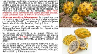 • Las pitahayas cultivadas muestran excesiva variación:
color, forma y consistencia de los tallos; forma de las
aristas y disposición de las areolas y espinas; color,
forma y tamaño de las estructuras florales y del fruto;
color de la pulpa y periodos de fructificación. La
variación tan amplia se ha reducido, para fines
prácticos, en la formación de cuatro grandes grupos,
cuyas características se indican a continuación.
• Pitahaya amarilla (Selenicereus). Es la pitahaya que
se produce en Sur América, los frutos son alargados
con peso de 250-450 g en promedio. Se distribuye en
Venezuela, Colombia, Ecuador, Perú y Bolivia.
• Tienen grupos de espinas que solamente se
desprenden con facilidad cuando los frutos están
completamente maduros.
• Su cáscara es amarilla y su pulpa blanca, de
consistencia blanda y ligeramente fibrosa; son dulces
(tienen hasta 19 ºBrix) y muestran resistencia al
transporte y almacenamiento. Se cultiva también en
Israel.
• En la actualidad Colombia exporta Pitahaya a casi 21
países como Japón, Corea del Sur, China, Emiratos
Árabes, Indonesia, Singapur, Brasil, Francia, Canadá,
Holanda, España, Estados Unidos, Alemania, Portugal,
Reino Unido y Suiza entre otros.
 