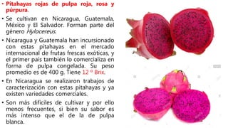 • Pitahayas rojas de pulpa roja, rosa y
púrpura.
• Se cultivan en Nicaragua, Guatemala,
México y El Salvador. Forman parte del
género Hylocereus.
• Nicaragua y Guatemala han incursionado
con estas pitahayas en el mercado
internacional de frutas frescas exóticas, y
el primer país también lo comercializa en
forma de pulpa congelada. Su peso
promedio es de 400 g. Tiene 12 º Brix.
• En Nicaragua se realizaron trabajos de
caracterización con estas pitahayas y ya
existen variedades comerciales.
• Son más difíciles de cultivar y por ello
menos frecuentes, si bien su sabor es
más intenso que el de la de pulpa
blanca.
 