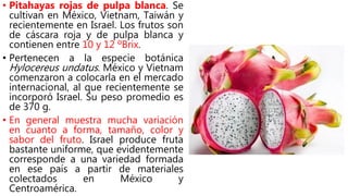 • Pitahayas rojas de pulpa blanca. Se
cultivan en México, Vietnam, Taiwán y
recientemente en Israel. Los frutos son
de cáscara roja y de pulpa blanca y
contienen entre 10 y 12 ºBrix.
• Pertenecen a la especie botánica
Hylocereus undatus. México y Vietnam
comenzaron a colocarla en el mercado
internacional, al que recientemente se
incorporó Israel. Su peso promedio es
de 370 g.
• En general muestra mucha variación
en cuanto a forma, tamaño, color y
sabor del fruto. Israel produce fruta
bastante uniforme, que evidentemente
corresponde a una variedad formada
en ese país a partir de materiales
colectados en México y
Centroamérica.
 