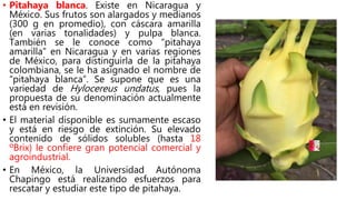 • Pitahaya blanca. Existe en Nicaragua y
México. Sus frutos son alargados y medianos
(300 g en promedio), con cáscara amarilla
(en varias tonalidades) y pulpa blanca.
También se le conoce como “pitahaya
amarilla” en Nicaragua y en varias regiones
de México, para distinguirla de la pitahaya
colombiana, se le ha asignado el nombre de
“pitahaya blanca”. Se supone que es una
variedad de Hylocereus undatus, pues la
propuesta de su denominación actualmente
está en revisión.
• El material disponible es sumamente escaso
y está en riesgo de extinción. Su elevado
contenido de sólidos solubles (hasta 18
ºBrix) le confiere gran potencial comercial y
agroindustrial.
• En México, la Universidad Autónoma
Chapingo está realizando esfuerzos para
rescatar y estudiar este tipo de pitahaya.
 