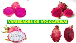 VARIEDADES DE HYLOCEREUS
 