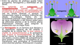 • Entre las plantas de pitahaya puede haber
autogamia, hercogamia y esterilidad en las
flores.
• Se entiende por autogamia o
autopolinización cuando los óvulos
contenidos en el ovario son polinizados por
el polen de la propia flor (compatibilidad), ya
sea en forma (directa) o porque es
transportado hasta el estigma (indirecta) por
abejas, murciélagos, viento, etc. Se
recomienda polinizar estas plantas con polen
de otras variedades o del mismo polen pero
de diferentes plantas o de la misma planta
(Polinización manual) para asegurar la
producción con un mejor fruto
• La hercogamia es un termino que designa a
la separación espacial de las anteras y
estigmas de la misma flor, lo que reduce o
impide la autopolinización y la autogamia.
Esto origina la incompatibilidad, lo cual se
define como la incapacidad de las plantas
con polen y óvulos viables de autopolinizarse
para producir semillas. La hercogamia es un
mecanismo que promueve el cruzamiento
entre distintas plantas. (Polinización cruzada).
Autogamia
anteras
incompatibilidad
Compatibilidad
 