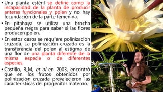 • Una planta estéril se define como la
incapacidad de la planta de producir
anteras funcionales y polen y no hay
fecundación de la parte femenina.
• En pitahaya se utiliza una brocha
pequeña negra para saber si las flores
producen polen.
• En estos casos se requiere polinización
cruzada. La polinización cruzada es la
transferencia del polen al estigma de
una flor de una planta diferente de la
misma especie o de diferentes
especies.
• Castillo, R,M, et al en 2003, encontró
que en los frutos obtenidos por
polinización cruzada prevalecieron las
características del progenitor materno.
 