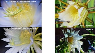 AUTOGAMIA
AUTOGAMIA: COMPATIBILIDAD
HERCOGAMIA: INCOMPATIBILIDAD
HERCOGAMIA
ESTERIL
Pincel negro
 