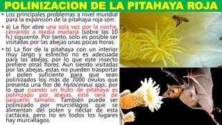 • Los principales problemas a nivel mundial
para la expansión de la pitahaya roja son:
• a) La flor abre una sola vez por la noche,
cerrando a media mañana (sobre las 10
h.) siguiente. Por tanto, sólo es posible ser
visitadas por las abejas unas pocas horas.
• b) La flor de la pitahaya con un interior
muy largo y estrecho no es adecuada
para las abejas, por lo que este insecto
prefiere otras flores. Aún siendo visitadas
por las abejas, estas no pueden trasportar
el polen suficiente para que sean
polinizados los más de 7000 óvulos que
presenta una flor de Hylocereus spp., por
lo que cuando un fruto de pitahaya es
polinizado por abejas, éste será de
pequeño tamaño. También puede ser
polinizado por murciélagos que se
alimentan del polen y néctar de esta
cactácea, pero no en todos los lugares
hay murciélagos.
POLINIZACION DE LA PITAHAYA ROJA
 