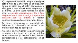 • C) Un problema añadido es que el estigma
está a más de 2 cm sobre las anteras, por
lo que es difícil que el polen contenido en
ellas pueda depositarse en el estigma por
si mismo. Lo que suele hacerse en estos
casos es sacudir manualmente flor a flor,
asegurándonos que el estigma quede en
contacto con las anteras o realizar
polinización cruzada con otras variedades.
• En todos estos casos, el porcentaje de
éxito en la polinización es escaso y los
frutos obtenidos de poco peso.
• Ante ello, se investigarón las polinizaciones
cruzadas entre todos los cruces posibles
entre variedades y analizarón las posibles
coincidencias de las polinizaciones en el
tiempo.
 