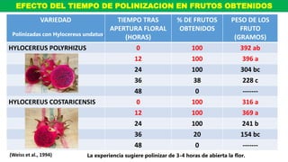 EFECTO DEL TIEMPO DE POLINIZACION EN FRUTOS OBTENIDOS
VARIEDAD TIEMPO TRAS
APERTURA FLORAL
(HORAS)
% DE FRUTOS
OBTENIDOS
PESO DE LOS
FRUTO
(GRAMOS)
HYLOCEREUS POLYRHIZUS 0 100 392 ab
12 100 396 a
24 100 304 bc
36 38 228 c
48 0 -------
HYLOCEREUS COSTARICENSIS 0 100 316 a
12 100 369 a
24 100 241 b
36 20 154 bc
48 0 -------
(Weiss et al., 1994) La experiencia sugiere polinizar de 3-4 horas de abierta la flor.
Polinizadas con Hylocereus undatus.
 