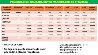 POLINIZACION CRUZADA ENTRE VARIEDADES DE PITAHAYA
DONANTE
DEL POLEN
AMARILLA* PURPUSII* UNDATUS* HYBRIDUM* JCO1* JC02* JCO3* JCO5* CONNIE
MAYERS*
AMARILLA +++++ ++ ++ ++ ++ ++ ++ ++ ++
PURPUSII ++ ++ +++++ +++++ ++++ +++++ +++++ +++++ ++++
UNDATUS ++ +++++ +++ +++++ +++++ +++++ +++++ +++ +++++
HYBRIDUM ++ +++++ +++++ +++ +++++ +++++ +++++ +++++ +++++
JC01 ++ ++++ +++++ +++++ +++ +++++ +++++ ++++ +++++
JC02 ++ ++++ +++++ +++++ +++ ++ ++ ++ ++++
JC03 ++ ++++ +++++ +++++ +++++ ++++ +++ +++++ ++++
JC05 ++ +++++ +++++ +++++ +++++ ++ ++ ++ ++++
CONNIE
MAYERS
++ ++++ ++++ ++++ ++++ ++++ ++++ ++++ +++
• RECEPTOR DE POLEN
• Se deja una planta donante de polen
• por cada10 plantas receptoras.
Muy alta polinización: +++++
Alta polinización: ++++
Baja polinización: +++
No compatible: ++
 