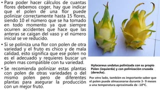 • Para poder hacer cálculos de cuantas
flores debemos coger, hay que indicar
que el polen de una flor puede
polinizar correctamente hasta 15 flores,
siendo 10 el número que se ha tomado
en todo momento ya que siempre
ocurren accidentes que hace que las
anteras se caigan del vaso y el número
inicial se ve reducido.
• Si se poliniza una flor con polen de otra
variedad y el fruto es chico y de mala
calidad, esto significa que ese polen no
es el adecuado y requieres buscar un
polen mas compatible con tu variedad.
• Se recomienda polinizar estas plantas
con polen de otras variedades o del
mismo polen pero de diferentes
plantas para asegurar la producción
con un mejor fruto.
Hylocereus undatus polinizada con su propio
Polen (izquierda) y con polinización cruzada
(derecha).
Por otro lado, también es importante saber que
el polen puede almacenarse durante 3- 9 meses
a una temperatura aproximada de -18ºC.
 