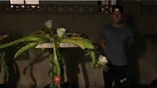 • Es evidente que una polinización cruzada supone tomar el polen
de una flor de un cultivar determinado y colocar el polen en el
estigma de otra flor de otro o del mismo cultivar para ello
existen dos formas de hacerlo que a continuación detallamos.
• La primera consiste en tomar la flor del polinizante, cortarle solo
los estambres con polen y depositar el polen en el estigma de la
flor que se desee polinizar. Esta forma sólo permite poder
polinizar en el caso de que las dos flores abran el mismo día, por
lo que el éxito de la polinización se verá comprometido por la
coincidencia en las floraciones.
• En caso de que las floraciones no se produzcan a la vez se toma
el polen el día o días antes, cortando los estambres
directamente desde la flor y dejándolo caer a un Tupper de
plástico o bote de cristal y lo colocamos en una nevera y a una
temperatura menor de 12 ºC. De esta forma el polen no pierde
poder polinizante durante al menos cuatro días (lo aconsejable
son tres) y nos permite disponer polen del cultivar deseado para
la obtención de fruto de un cultivar dado.
• Para poder hacer cálculos de cuantas flores debemos coger, hay
que indicar que el polen de una flor puede polinizar
correctamente hasta 15 flores, siendo 10 el número que hemos
tomado en todo momento ya que siempre ocurren accidentes
que hace que las anteras se caigan del vaso y el número inicial
se ve reducido. Según lo estudiado, se estima que durante al
menos los primeros cuatro años, cada flor puede polinizar hasta
10 flores. Sin embargo, al cuarto año las floraciones se
estabilizan y coinciden en el tiempo, por lo que puede
considerarse que a partir de aquí coincidirán más o menos igual.
 