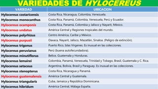 VARIEDADES DE HYLOCEREUS
VARIEDAD UBICACION
Hylocereus costaricensis Costa Rica, Nicaragua, Colombia, Venezuela.
Hylocereus monocanthus Costa Rica, Panamá, Colombia, Venezuela, Perú y Ecuador.
Hylocereus ocamponis Costa Rica, Panamá, Colombia y Jalisco y Nayarit, México.
Hylocereus undatus América Central y Regiones tropicales del mundo.
Hylocereus polyrhizus Centro América, Caribe y México.
Hylocereus purpusii Oaxaca, Nayarit, Jalisco, Mazatlán, Sinaloa. (Peligro de extinción).
Hylocereus trigonus Puerto Rico, Islas Vírgenes. Es inusual en las colecciones.
Hylocereus peruvianus Perú (buena autofecundadora).
Hylocereus minutiflorus Belice, Guatemala y Honduras.
Hylocereus lemairei Colombia, Panamá, Venezuela, Trinidad y Tobago, Brasil, Guatemala y C. Rica.
Hylocereus setaceus Argentina, Bolivia, Brasil y Paraguay. Es inusual en las colecciones.
Hylocereus stenopterus Costa Rica, Nicaragua y Panamá.
Hylocereus guatemalensis América Central y Guatemala.
Hylocereus triangularis Cuba, Jamaica y República Dominicana.
Hylocereus hibridum América Central, Málaga España.
 