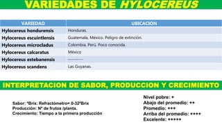 VARIEDAD UBICACION
Hylocereus hondurensis Honduras.
Hylocereus escuintlensis Guatemala, México. Peligro de extinción.
Hylocereus microcladus Colombia, Perú. Poco conocida.
Hylocereus calcaratus México
Hylocereus estebanensis ---------
Hylocereus scandens Las Guyanas.
VARIEDADES DE HYLOCEREUS
Nivel pobre: +
Abajo del promedio: ++
Promedio: +++
Arriba del promedio: ++++
Excelente: +++++
INTERPRETACION DE SABOR, PRODUCCION Y CRECIMIENTO
Sabor: ºBrix: Refractómetro= 0-32ºBrix
Producción: Nº de frutos /planta.
Crecimiento: Tiempo a la primera producción
 