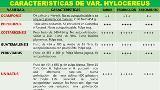CARACTERISTICAS DE VAR. HYLOCEREUS
VARIEDAD. CARACTERISTICAS SABOR PRODUCCION CRECIMIENTO
OCAMPONIS De Jalisco y Nayarit. No es autopolinizable y se
requiere polinización manual. P. de fruto 454 g.
++ +++ ++
POLYRHIZUS Tiene altos oxidantes. Se encuentra en Colombia
y Panamá. No es autopolinizable. Pulpa roja.
+++ ++++ +++
COSTARICENSIS Peso fruto de 340-454 g. No autopolinización.
Sabor a kiwi. Tiene 18 ºBrix. Tiene buenos
pigmentos. Pulpa roja.
+++++ +++++ ++++
GUATEMALENSIS Fruto de 454 a 900 g. Arriba de 16 ºbrix. Es
autopolinizadora con polen fértil. Pulpa roja.
+++++ ++++ +++++
PERUVIANUS Fruto de 454 a 566 g. Pulpa blanca jugosa. Es
autopolinizadora.
+++ ++++ +++
UNDATUS
Fruto de 454 a 680 g. de pulpa blanca. Tiene 15
ºbrix. Con H. hybridum e H. purpusii son
una alternativa para una buena
polinización de este cultivar (600 g/fruto) y
92 ton/ha. Esta variedad se puede
autopolinizar aunque los frutos son algo más
pequeños que realizando una polinización
++++ +++++ ++++
 