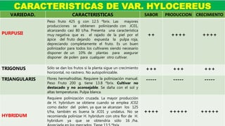CARACTERISTICAS DE VAR. HYLOCEREUS
VARIEDAD. CARACTERISTICAS SABOR PRODUCCION CRECIMIENTO
PURPUSII
Peso fruto 425 g con 12.5 ºbrix. Las mayores
producciones se obtienen polinizando con JC01,
alcanzando casi 80 t/ha. Presenta una característica
muy negativa que es el rajado de la piel por el
ápice del fruto dejando expuesta la pulpa roja,
depreciando completamente el fruto. Es un buen
polinizador para todos los cultivares siendo necesario
disponer de un 10% de plantas para asegurar
disponer de polen para cualquier otro cultivar.
++ ++++ ++++
TRIGONUS Sólo se dan los frutos si la planta sigue un crecimiento
horizontal, no rastrero. No autopolinizable.
+++ +++ +++
TRIANGULARIS Flores hermafroditas. Requiere la polinización manual.
Peso Fruto 200 g. tiene 13.8 ºbrix. Cultivar no
destacado y no aconsejable. Se daña con el sol y
altas temperaturas. Pulpa blanca.
----- ----- -----
HYBRIDUM
Requiere polinización cruzada. La mayor producción
de H. hybridum se obtiene cuando se emplea JC02
como dador del polen, ya que se alcanzan los 125
t/ha, también es buena la JC01 y undatus. No se
recomienda polinizar H. hybridum con otra flor de H.
hybridum ya que se obtendría sólo 16 /ha.
++++ +++++ +++++
 